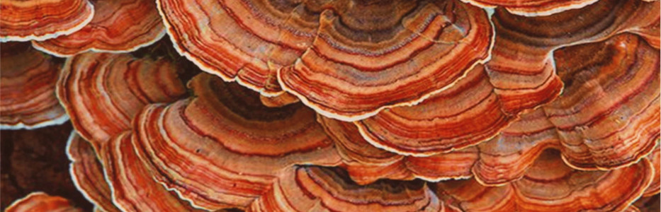 Woman buried in mycelium casket in the Mountains